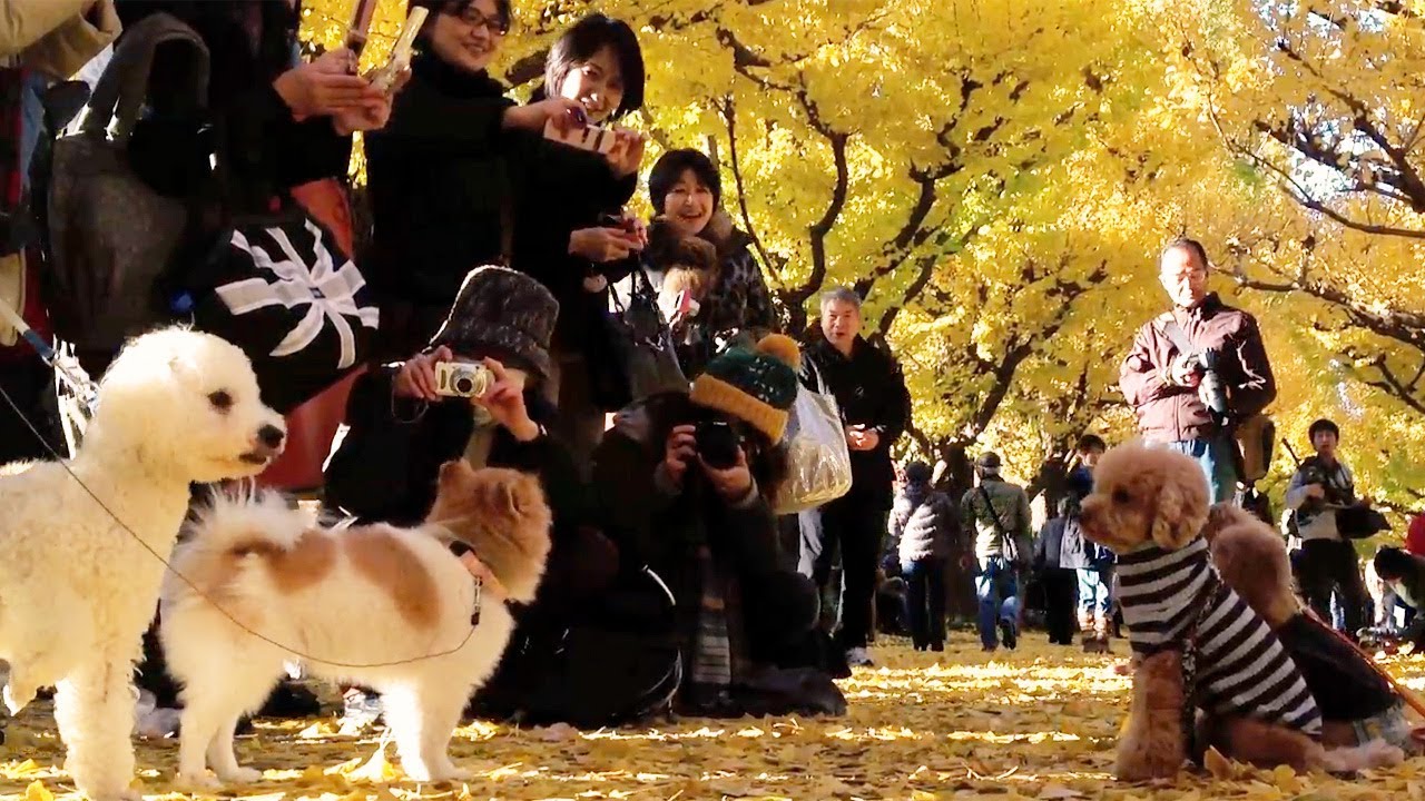The yellow ginkgo leaves made for a great scene as you walk down the main street