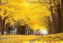 The yellow ginkgo leaves made for a great scene as you walk down the main street