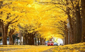 The yellow ginkgo leaves made for a great scene as you walk down the main street