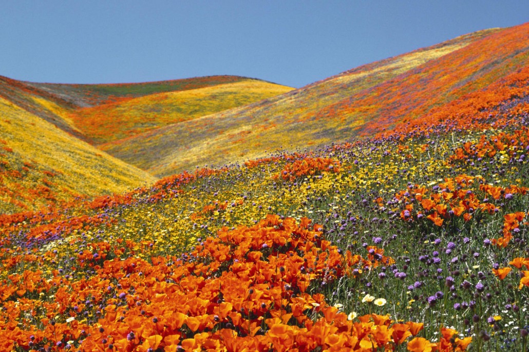 Valley-of-Flowers in Himalaya