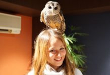 Visiting Owl Shrine Café, Tokyo — Healing the soul by cuteness Owl Shrine Asakusa tokyo (1)