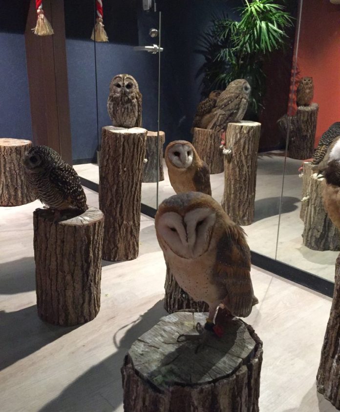 Visiting Owl Shrine Café, Tokyo — Healing the soul by cuteness Living