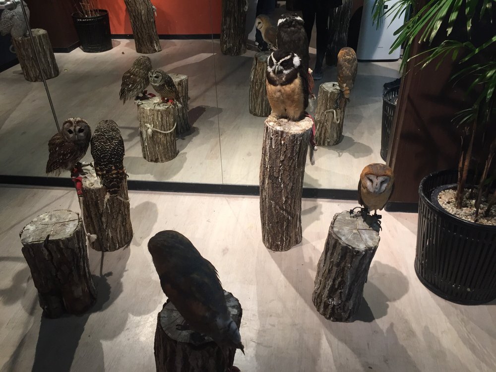 Owl Shrine Asakusa tokyo (14)