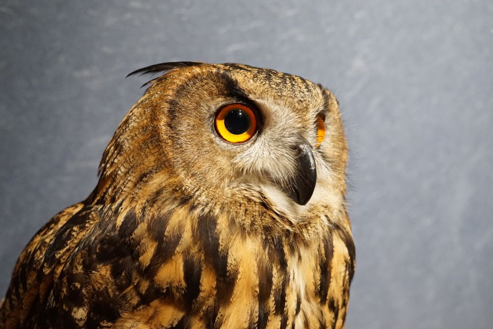 Owl Shrine Asakusa tokyo (28)