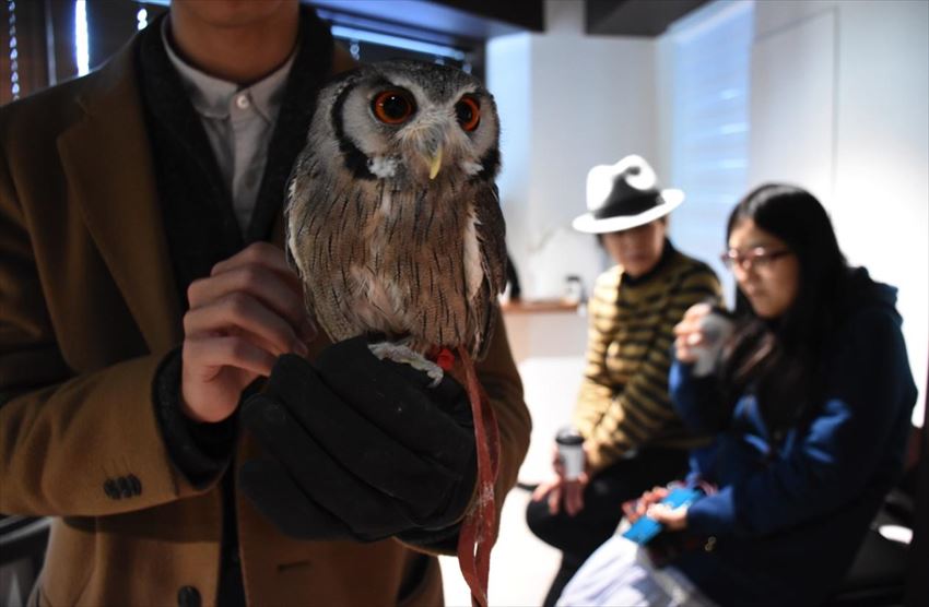 Owl Shrine Asakusa tokyo (3)