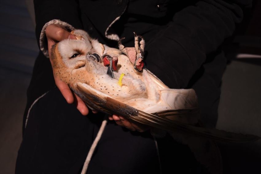 Owl Shrine Asakusa tokyo (8)