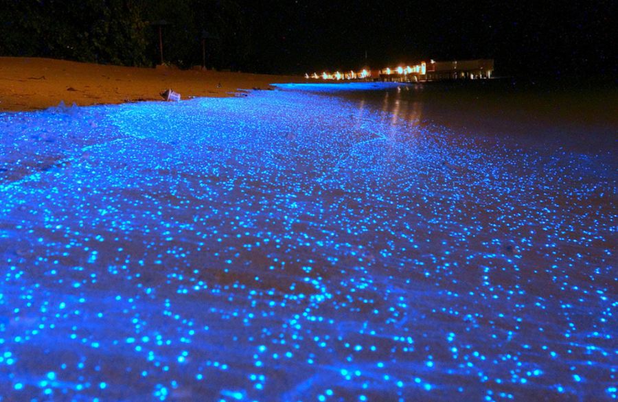 glowing fish Credit: top beaches in Phuket blog.