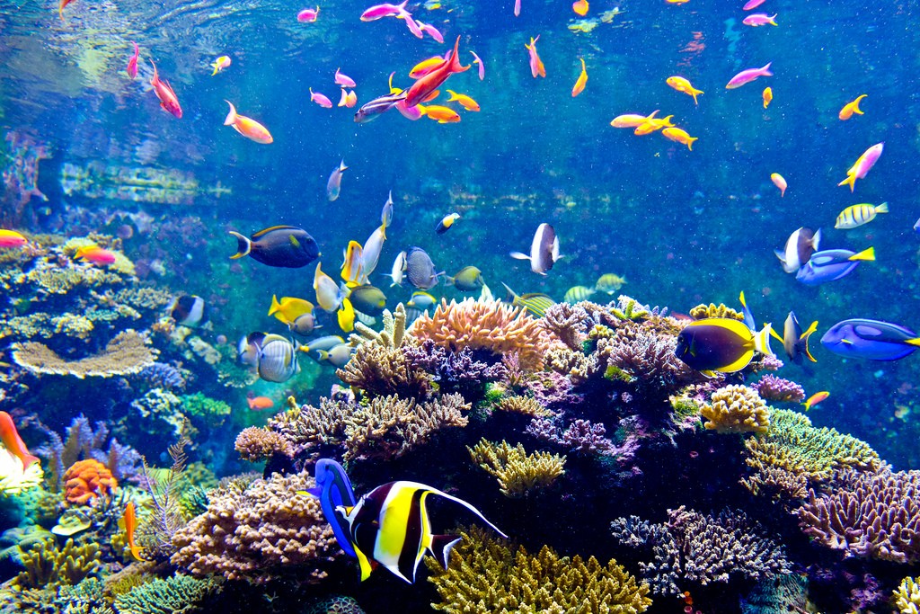 The SEA Aquarium singapore itinerary 4 days what to do in singapore in 4 days