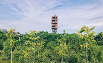 Explore Pa Nai Krung of Bangkok — The “fairy” forest built from … landfill of the Thai forest in the city bangkok pa nai krung bangkok (2)
