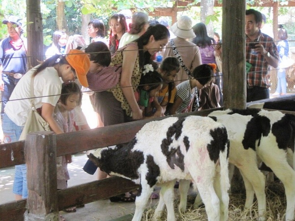 6. Fram Chokchai Khao Yai 2