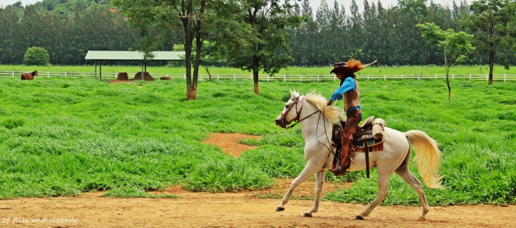 Farm Chokchai Image by: best places to visit in khao yai blog.