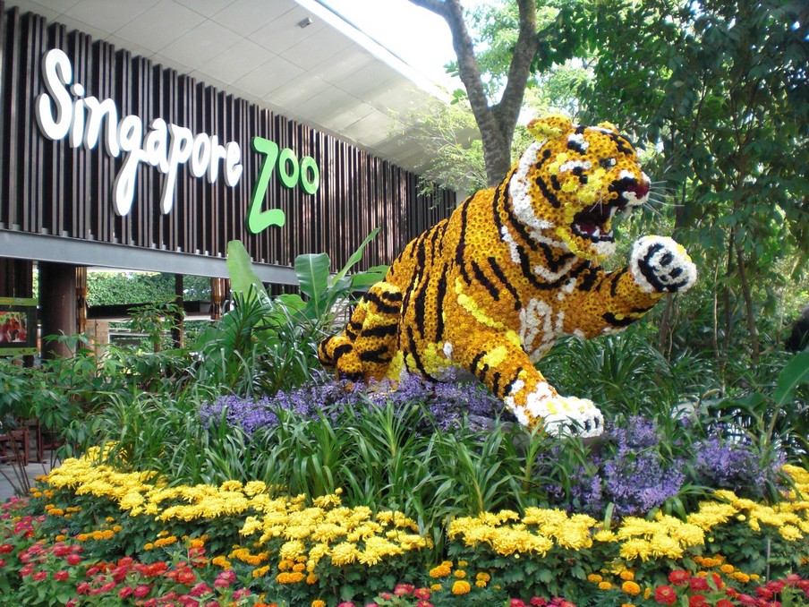 The singapore zoo