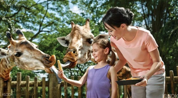 Singapore Zoo Tips & Guide — Some Experiences And Useful Tips For 