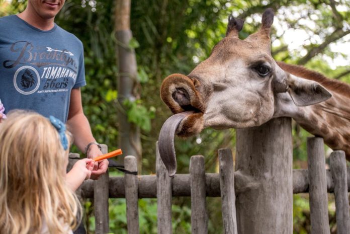 Singapore Zoo tips & guide — Some experiences and useful tips for ...