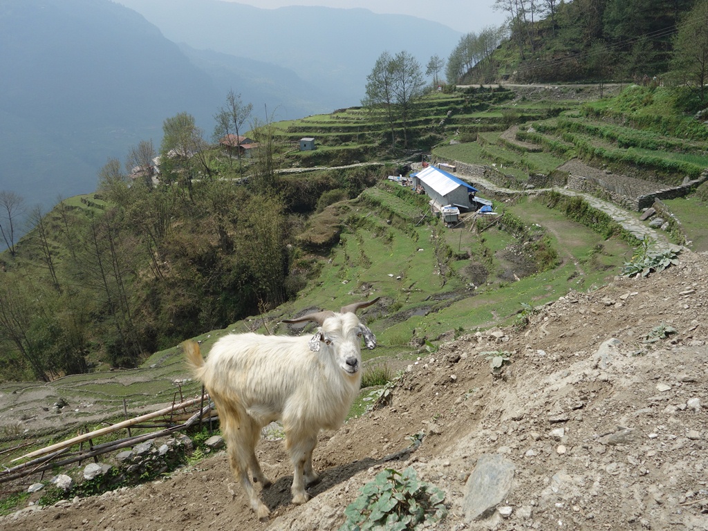 trekking-Poon-Hill-Nepal-52 poon hill trekking poon hill trek 4 days poon hill itinerary
