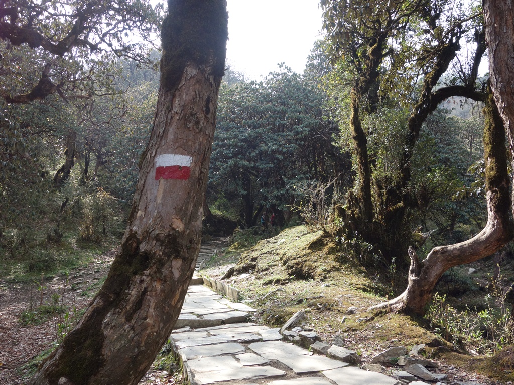 trekking-Poon-Hill-Nepal31 poon hill trekking poon hill trek 4 days poon hill itinerary