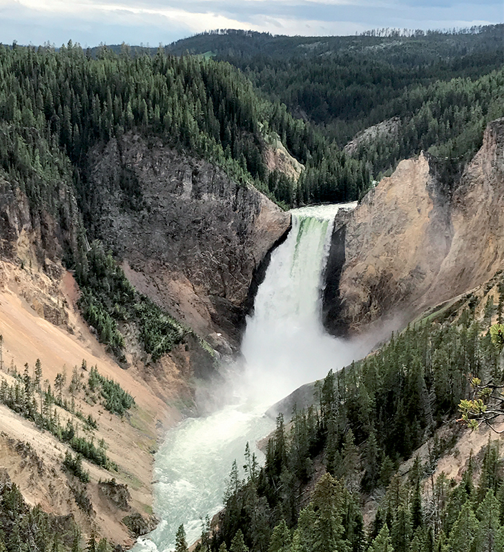 yellowstone-forest-1