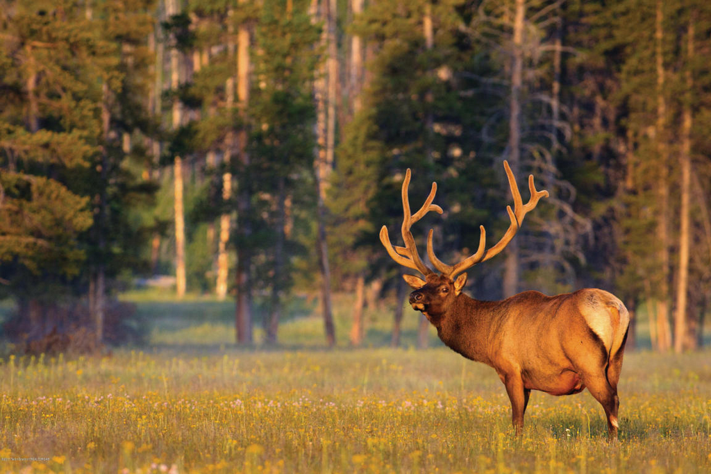 yellowstone-forest-6