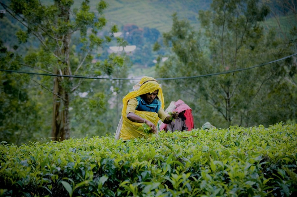 harvesting tea Image by: fun things to do in sri lanka blog.