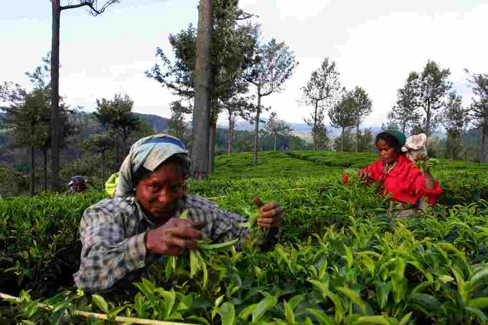 harvesting tea Foto: cool things to do in sri lanka blog.