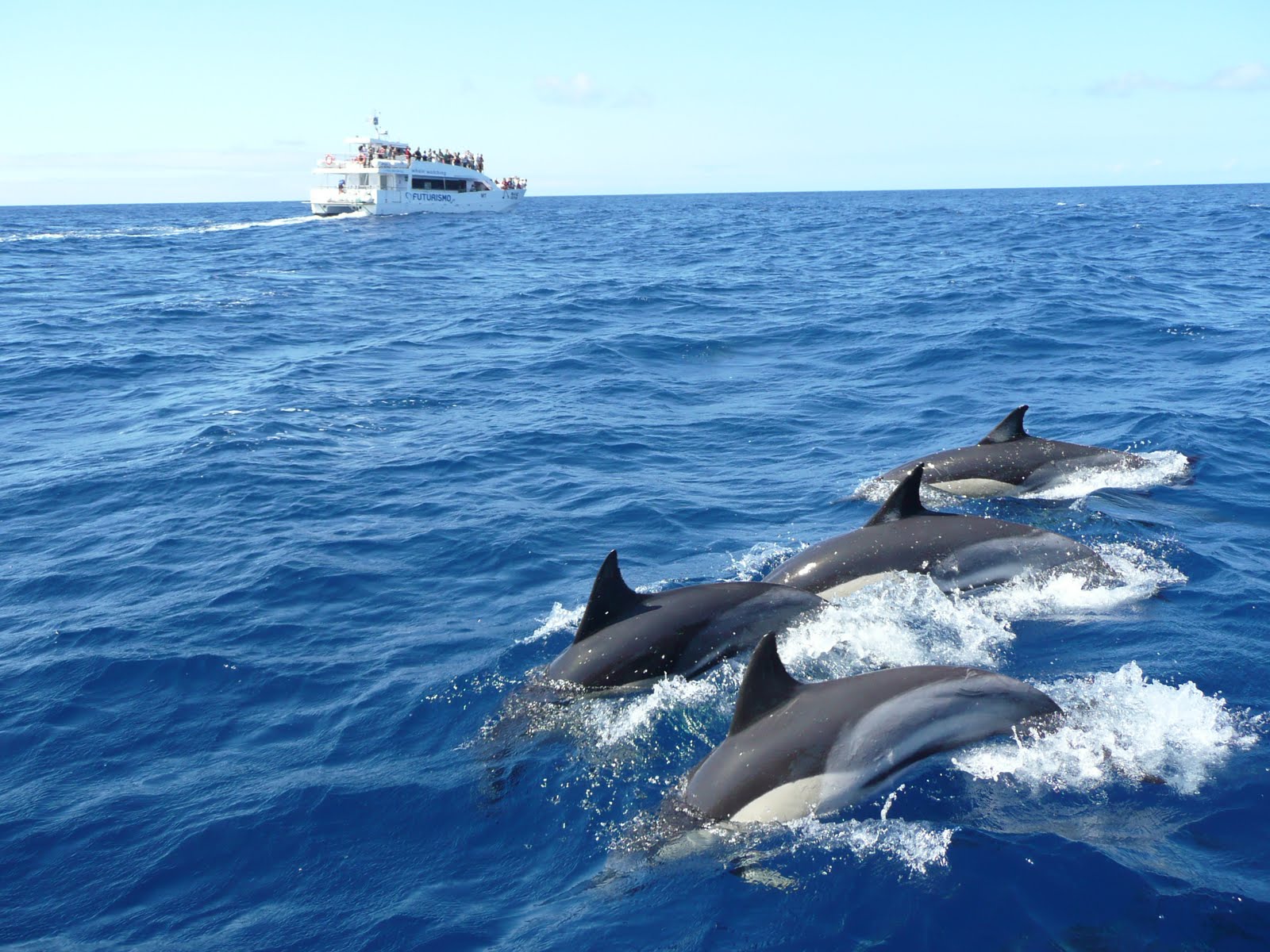 Whale watching Mirissa Foto: cool things to do in sri lanka blog.