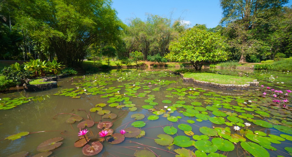Royal Botanical Garden; Peradeniya, Sri Lanka