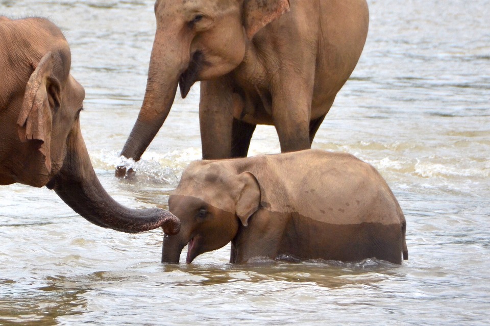 elephant-shower-kandy Credit image: best things to do in sri lanka blog.