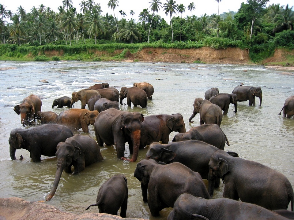 elephant-shower-kandy