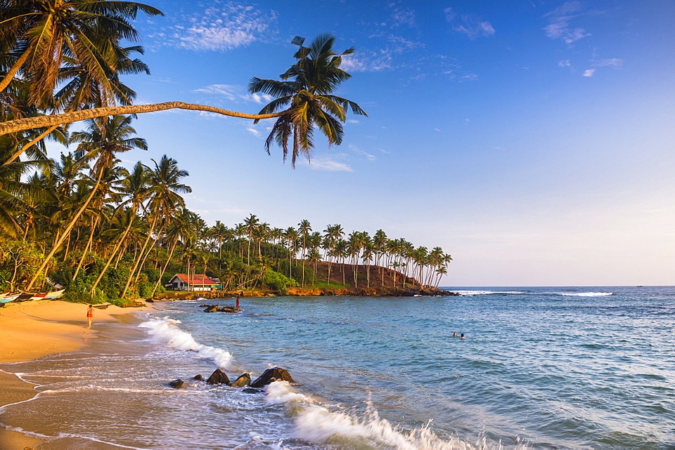 beaches-sri-lanka-mirissa-beach (1) Palm tree on Mirissa Beach, South Coast, Southern Province, Sri Lanka, Asia