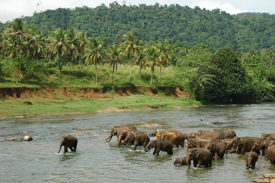 pinnawala-sri-lanka-elephant-orphange-mysrilankatravel-elaphant-bathing