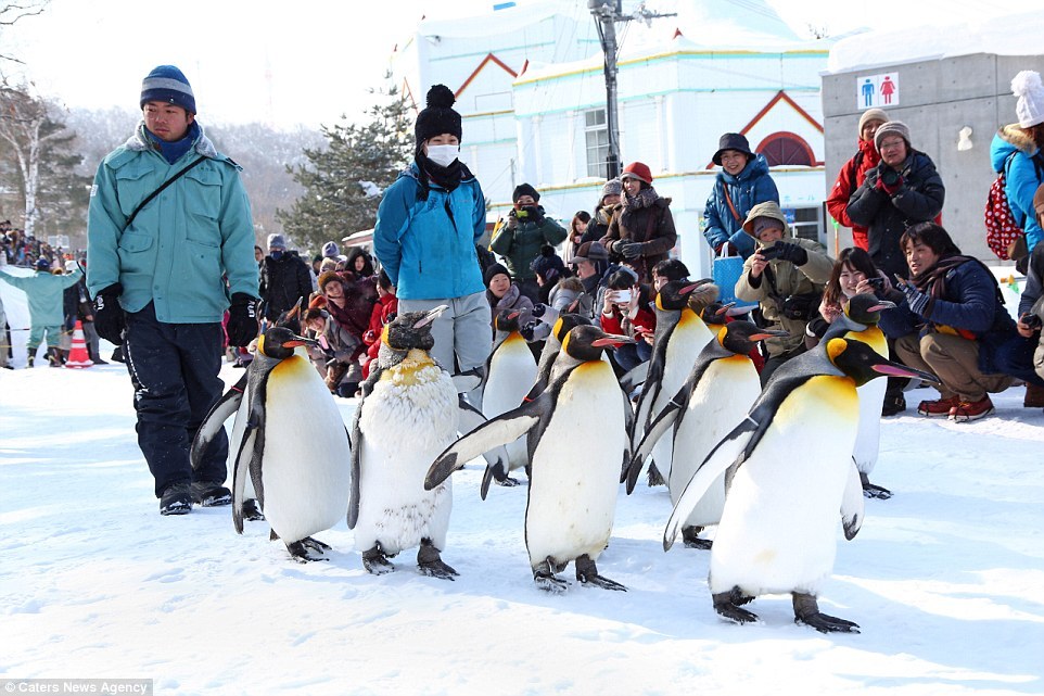 Asahiyama zoo-hokkaido-japan