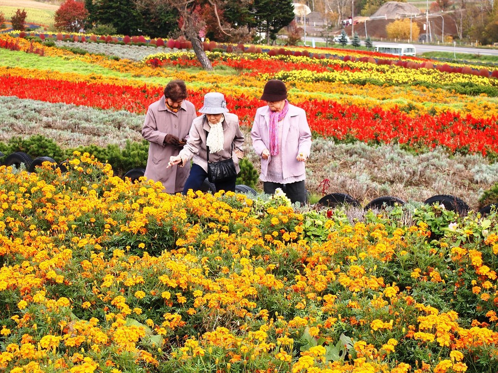 Tomita-hokkaido-panoramic flower garden4 hokkaido travel blog hokkaido travel guide best places to visit in Hokkaido best places to eat in Hokkaido