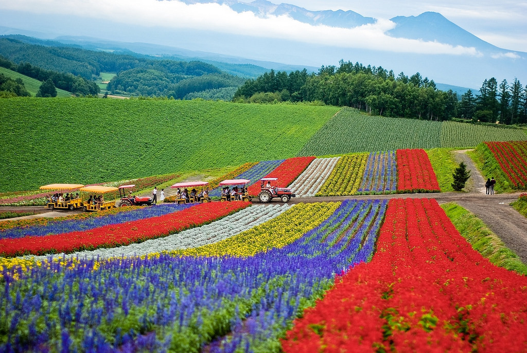 hokkaido-panoramic flower garden