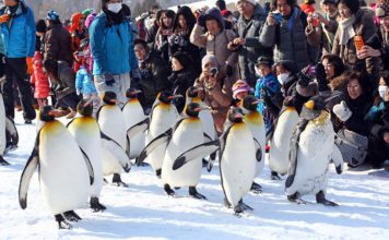 The keepers walk the penguins twice a day around a fixed course through the zoo.