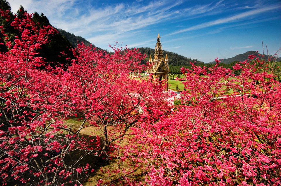 alishan-plateau-taiwan1