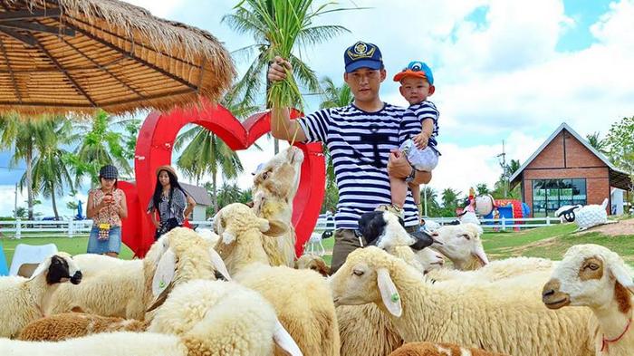 pattaya sheep farm 2