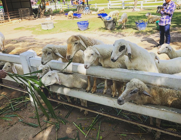 pattaya sheep farm