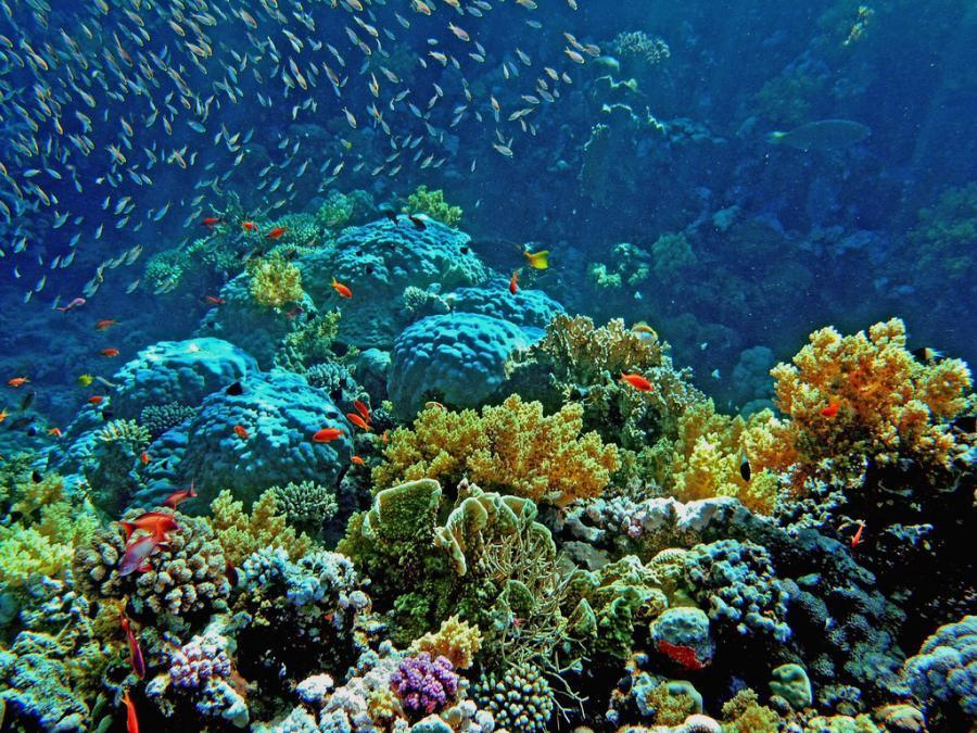 coral in coron island-philippines2 Photo by: el nido vs coron 2017 bog.