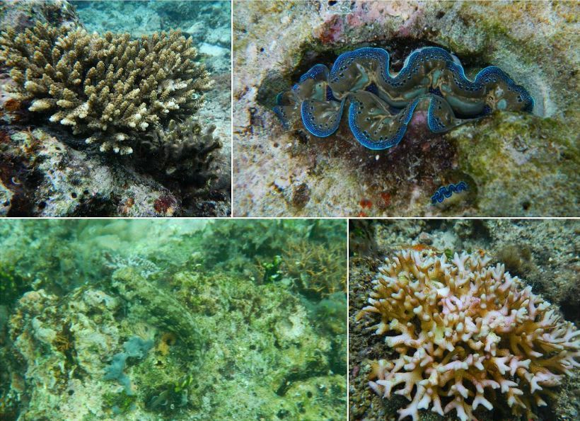 coral in el nido island-philippines