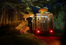 night safari singapore review singapore night safari tips night safari singapore itinerary 3