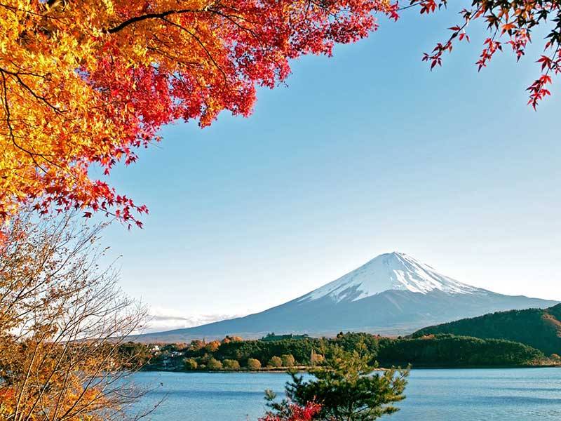 The Maple leaves in Autumn