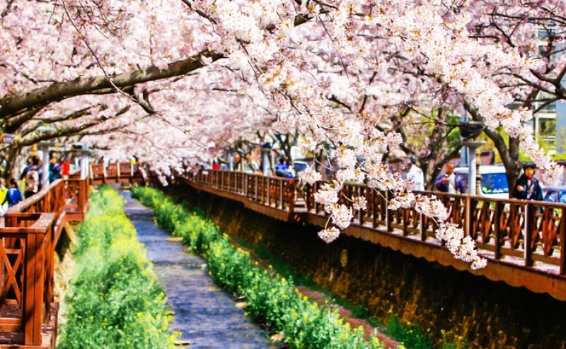 The cherry blossom season in Korea
