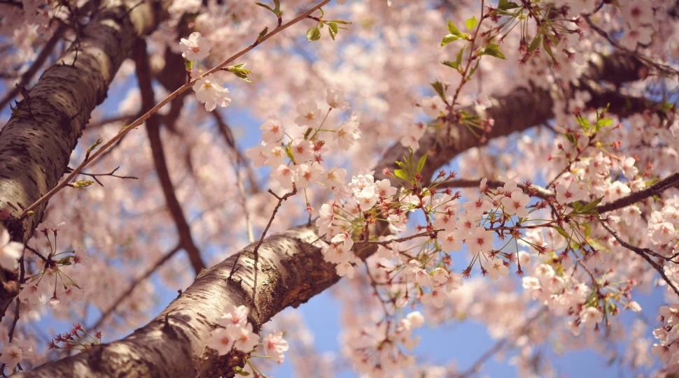 11cherry blossom in korea 2019 forecast