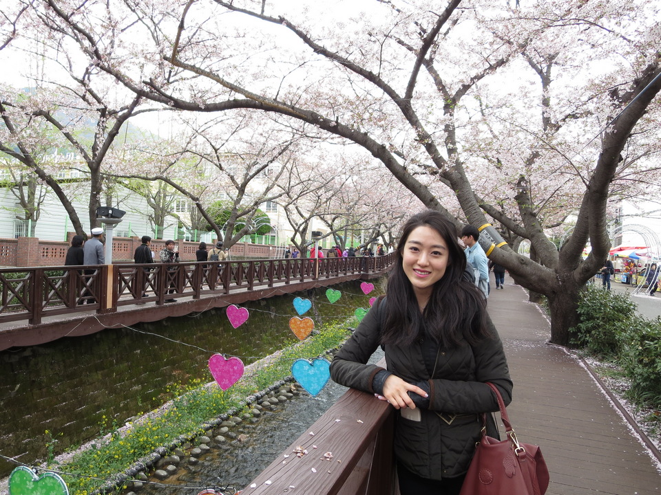 Jinhae Gunhangje Cherry Blossom Festival, Jinhae cherry blossom in korea 2018 forecast korea cherry blossom 2018 forecast
