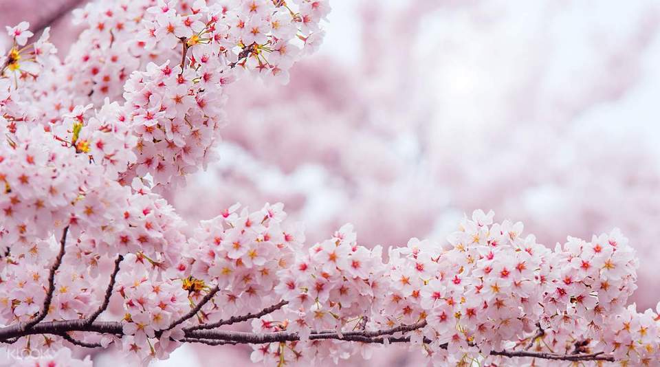Gangwon-do cherry blossom in korea 2018 forecast korea cherry blossom 2018 forecast