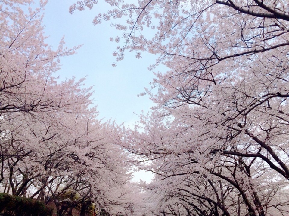Incheon Grand Park Cherry Blossom Festival