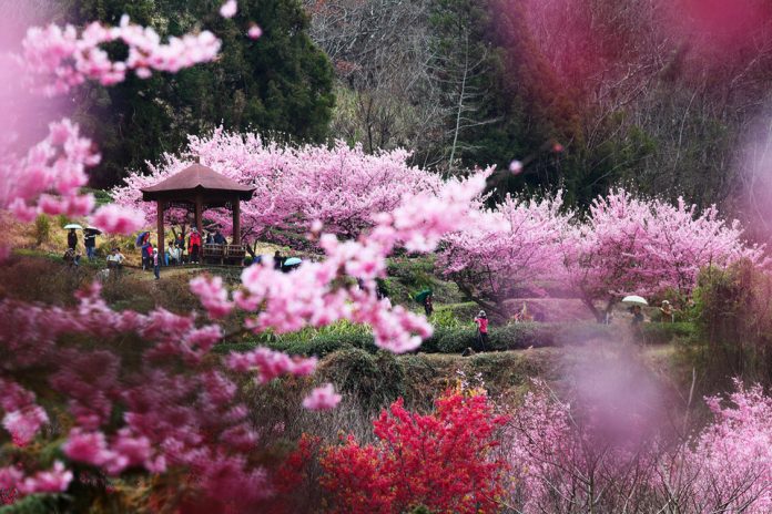 Cherry Blossom In Taiwan 2024 Forecast — The Best Time & 8 Best Places ...