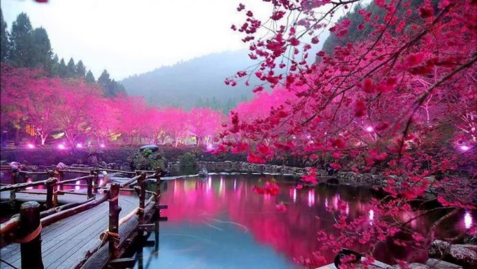 Cherry blossom in Taiwan 2026 forecast — The best time & 8 best places ...