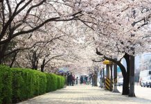 Yeouido Spring Flower Festival, Yeouiseoro Street seoul (1)