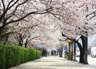 Yeouido Spring Flower Festival, Yeouiseoro Street seoul (1)